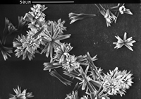 Scanning Electron Microscopy